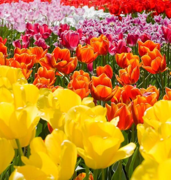 Quais são as variedades de tulipa