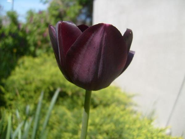 Quais são as variedades de tulipa - Queen of the night