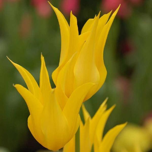 Quais são as variedades de tulipa - West Point