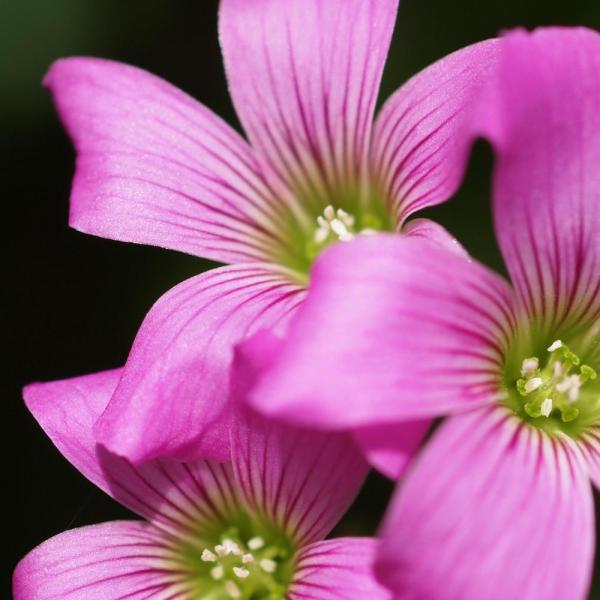 Como fazer flores de tecido