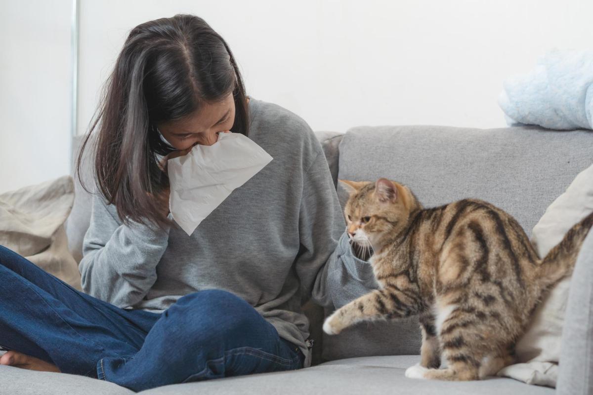Alergia a gato: causas, sintomas e tratamento