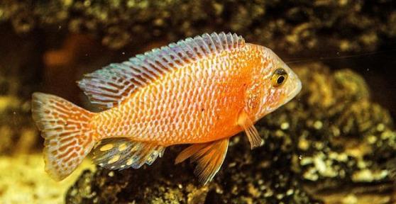 Doenças mais comuns em peixes de aquário