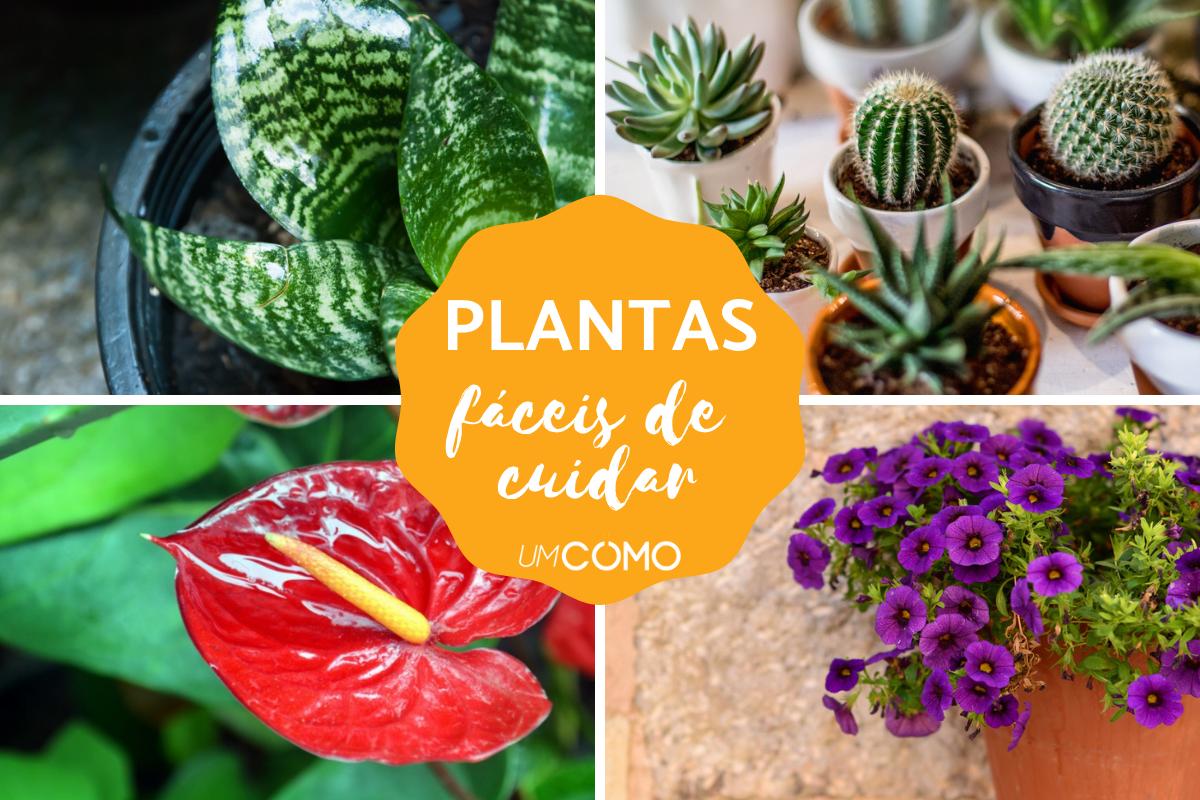 Plantas fáceis de cuidar