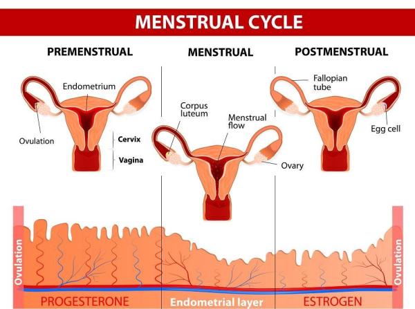 Porque sai um corrimento branco - Corrimento branco e grosso antes da menstruação