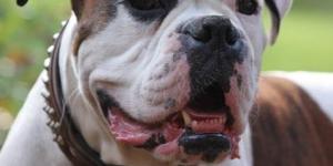 Quanto meu cachorro Boxer deve comer