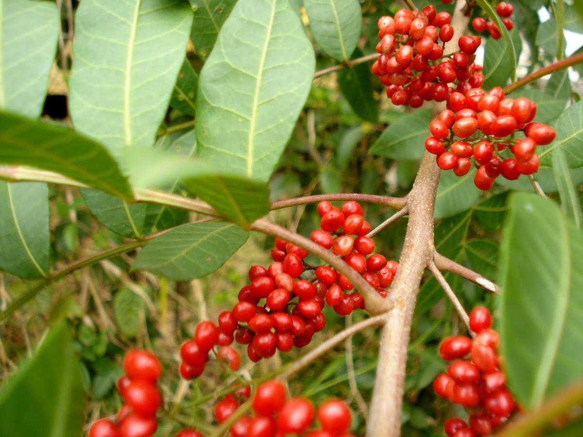 Quais os benefícios da aroeira