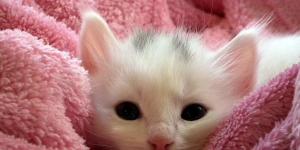 Quais são as doenças mais comuns nos gatos domésticos
