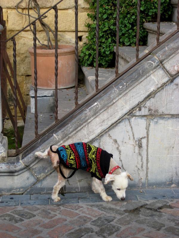 Como evitar que os cachorros urinem na porta