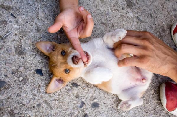 Por que os cachorros gostam de carinho na barriga - O prazer, a causa óbvia de que goste tanto