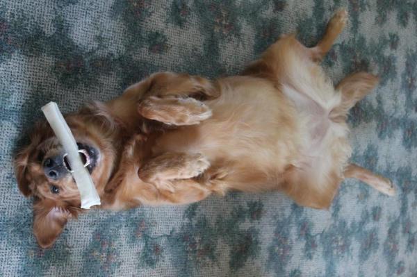 Por que os cachorros gostam de carinho na barriga - O que significa o cão mostrar a sua barriga?