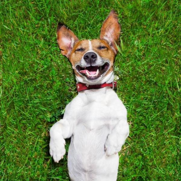Por que os cachorros gostam de carinho na barriga
