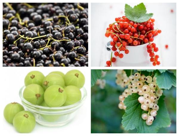 Como cultivar groselha - Pé de groselha no Brasil