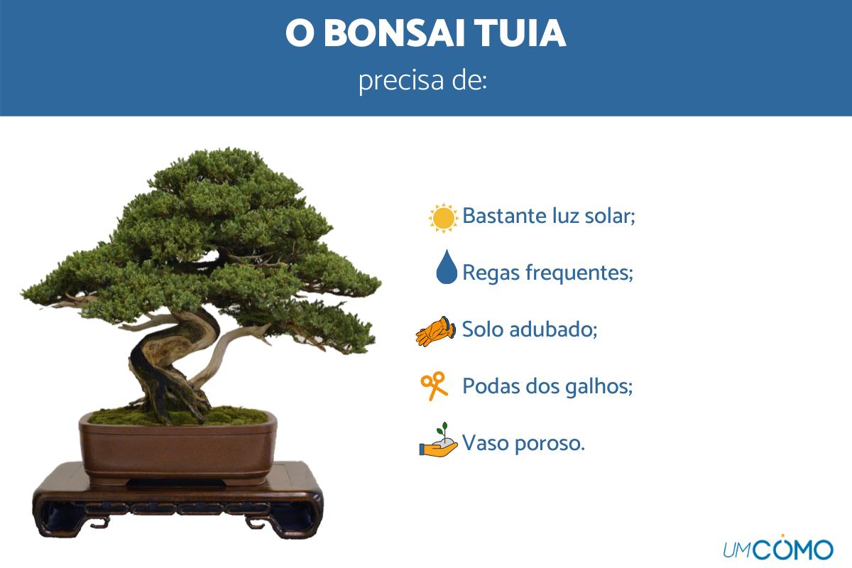 Como cuidar de bonsai Tuia