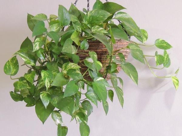 5 plantas de interior sem flor