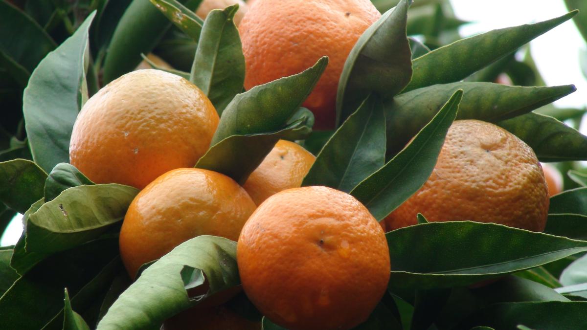 Como plantar tangerina