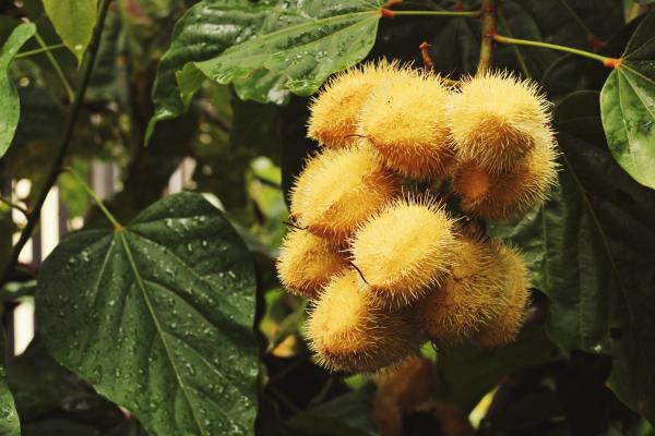 Como fazer bronzeador caseiro de urucum (colorau) - Por que o urucum (colorau)?