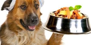 Quais são as verduras que os cachorros podem comer