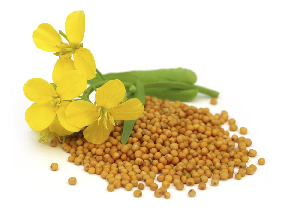 Benefícios da mostarda para a saúde