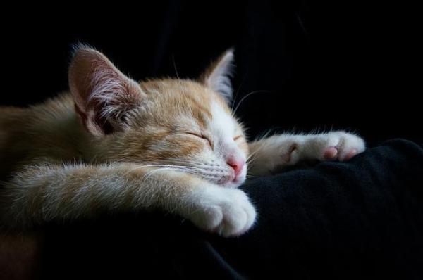 Porque os gatos mexem as orelhas - Passo 3