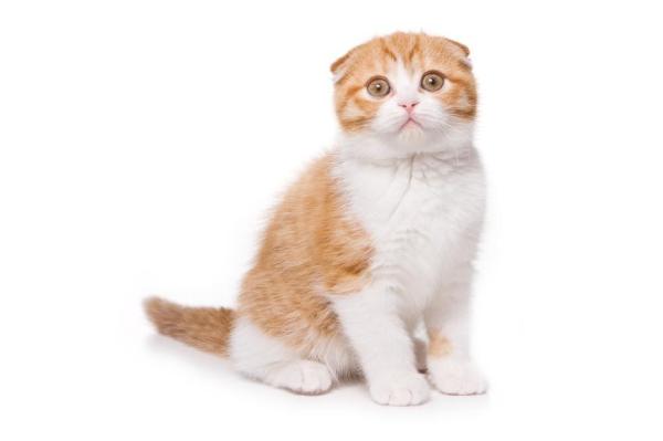 Porque os gatos mexem as orelhas - Passo 4