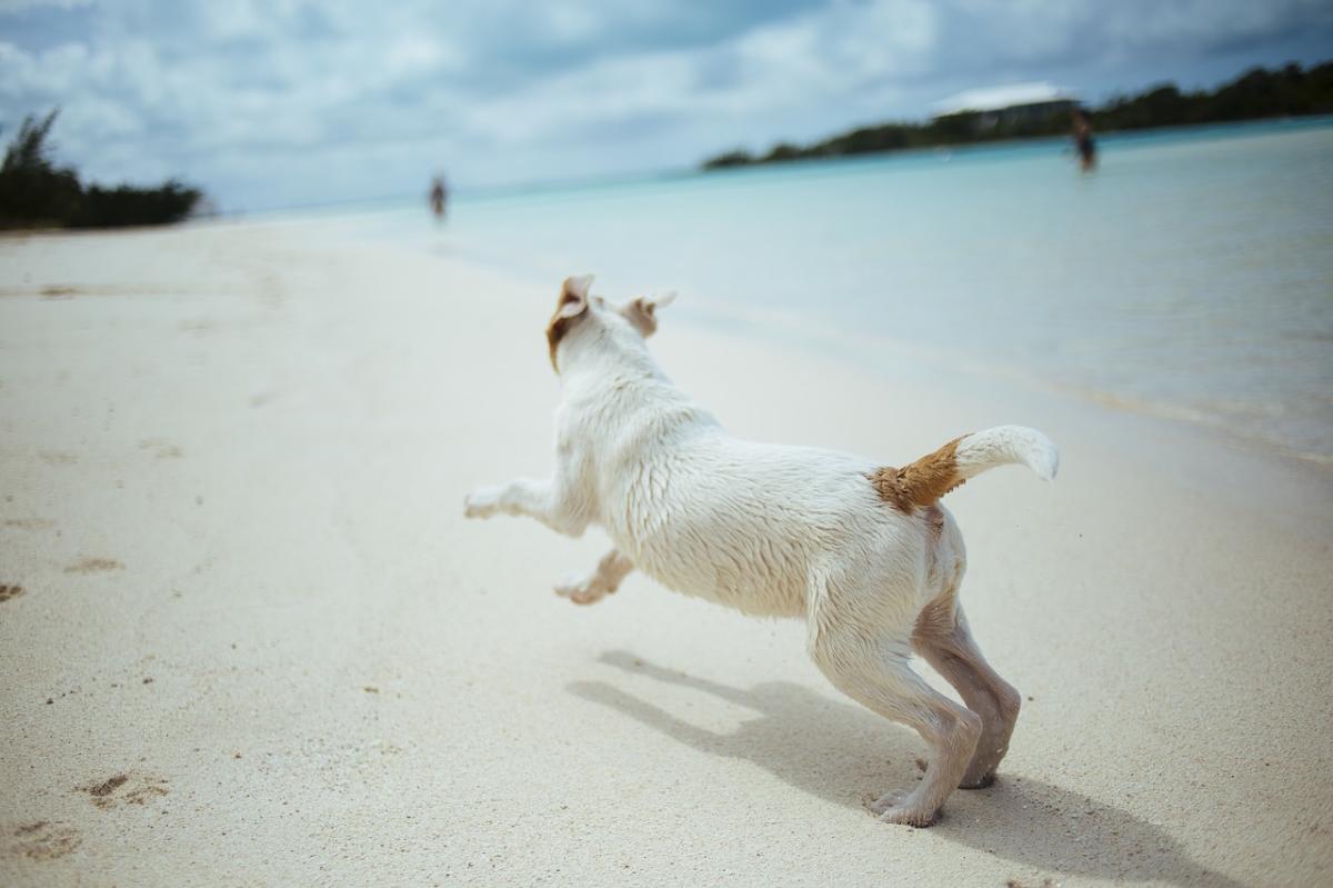 Praias para levar cachorro no Brasil - Dicas e destinos pet friendlys