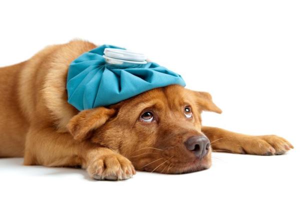 O que um cachorro com anemia pode comer - Passo 2
