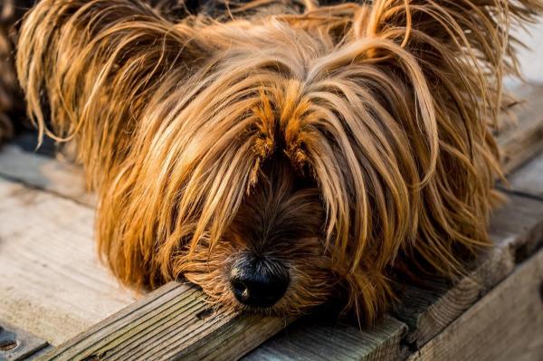 O que um cachorro com anemia pode comer - Passo 5
