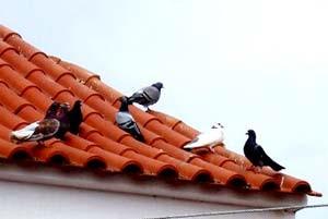 Como espantar pombos - Saiba como espantar os pombos de sua casa