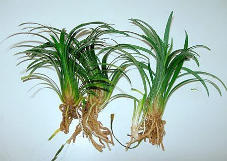 Como cultivar plantas de aquário - Passo 3