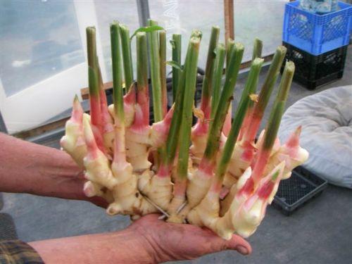 Como plantar gengibre - Passo 1