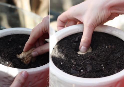 Como plantar gengibre - Passo 5