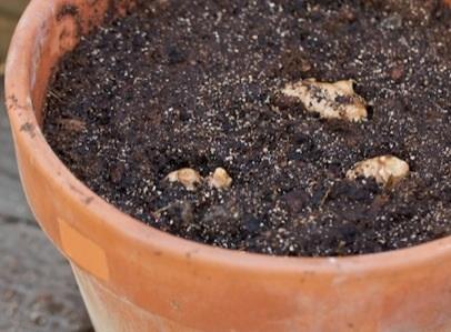 Como plantar gengibre - Passo 6