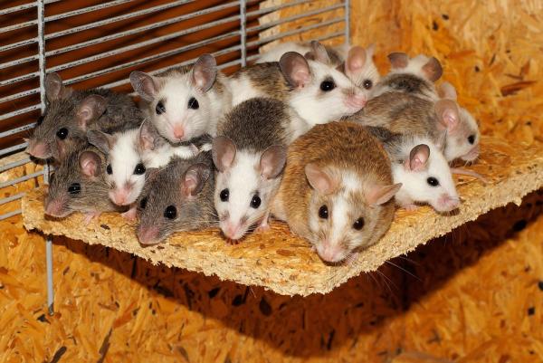 Como fazer uma armadilha para ratos