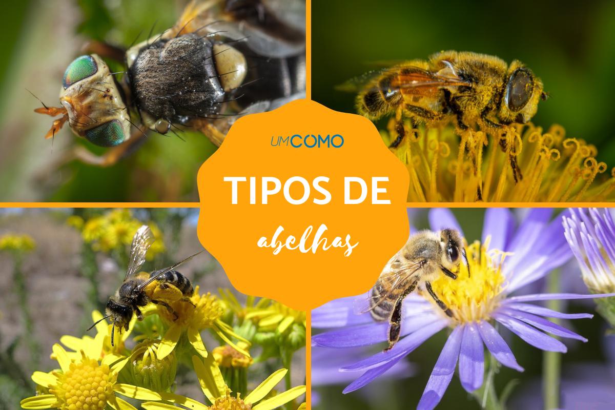 Tipos de abelha