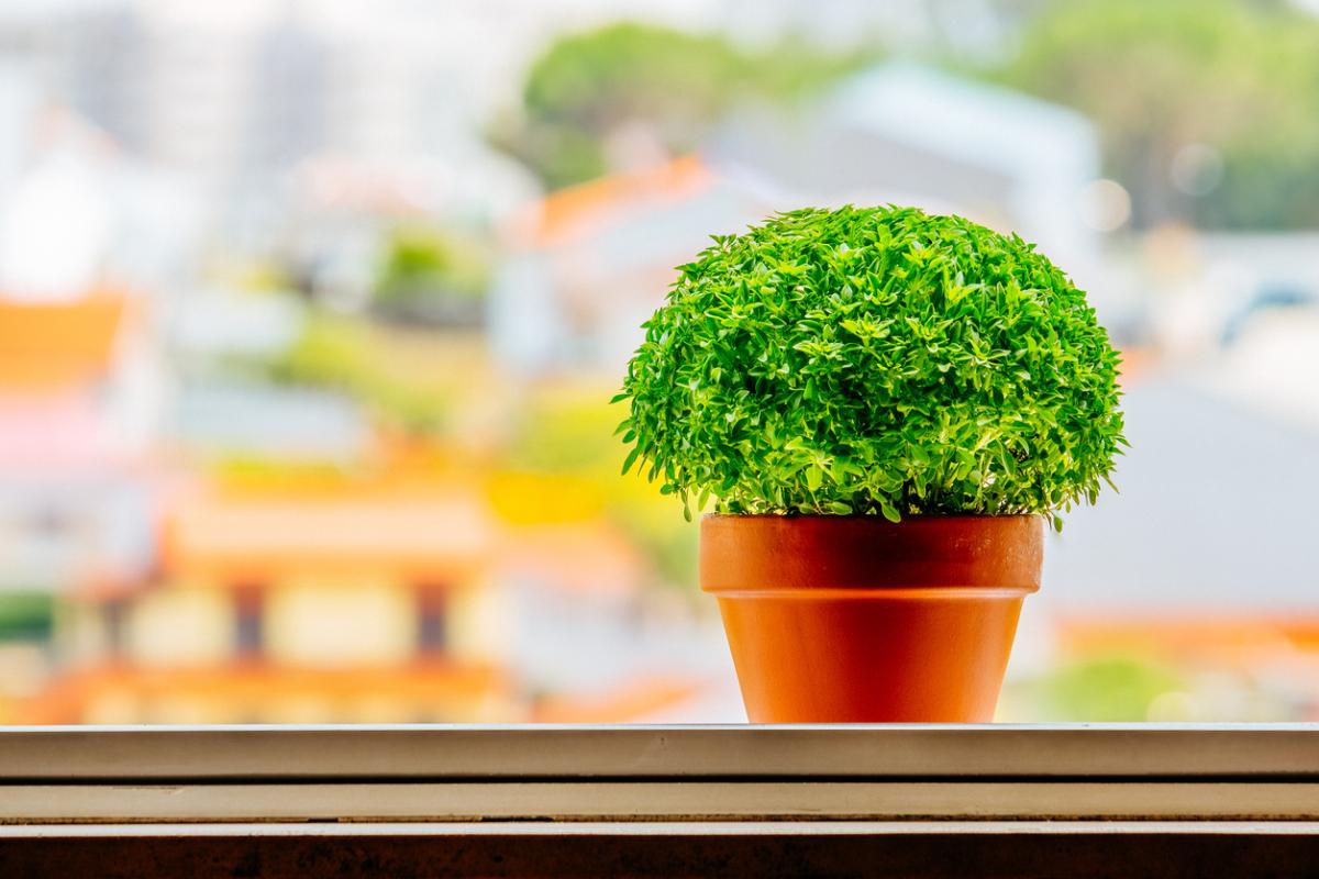 Como cuidar do manjericão