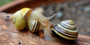 Qual a diferença entre lesma, caramujo e caracol?