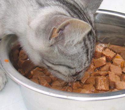 O que fazer se meu gato não quer comer - Passo 3