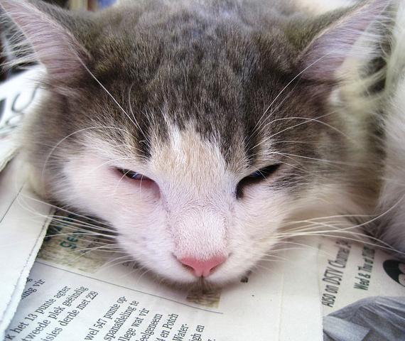 O que fazer se meu gato não quer comer - Passo 6