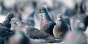 Doença do Pombo - causas, sintomas e tratamento