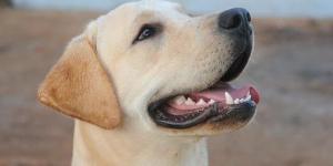 Quanto deve pesar um cão Labrador