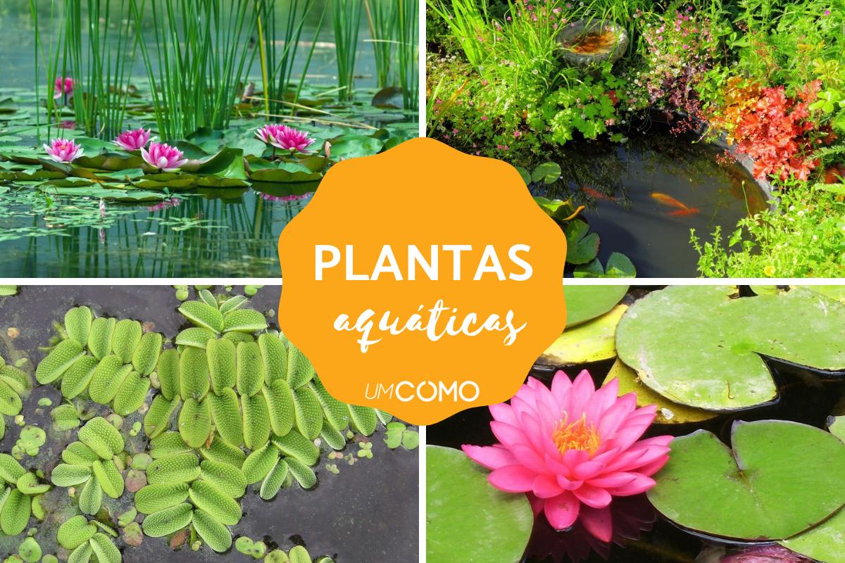 Plantas aquáticas: nomes e tipos