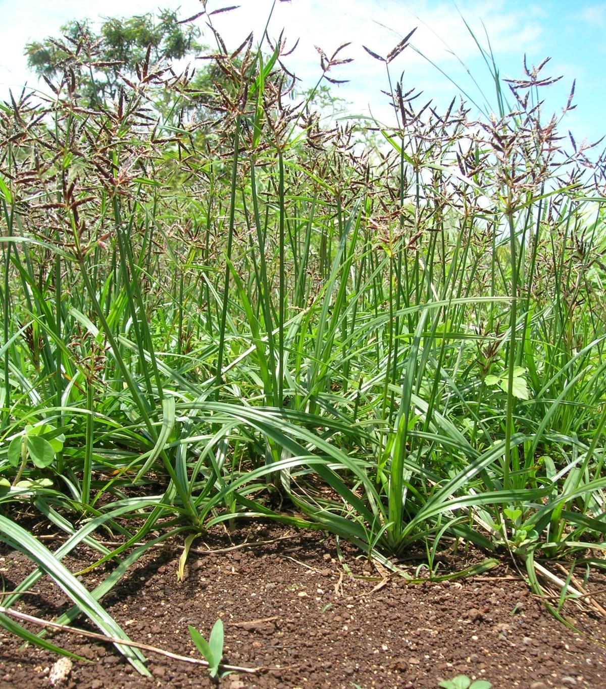 Como acabar com a tiririca na horta
