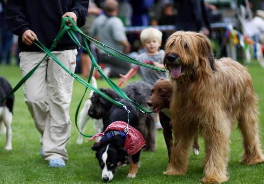 Como passear vários cachorros ao mesmo tempo