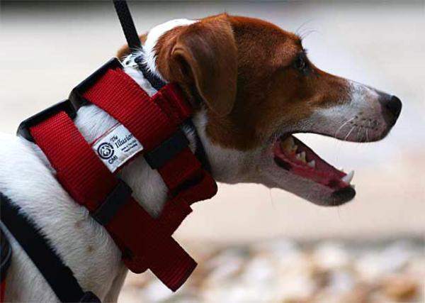 Como passear vários cachorros ao mesmo tempo - Passo 3