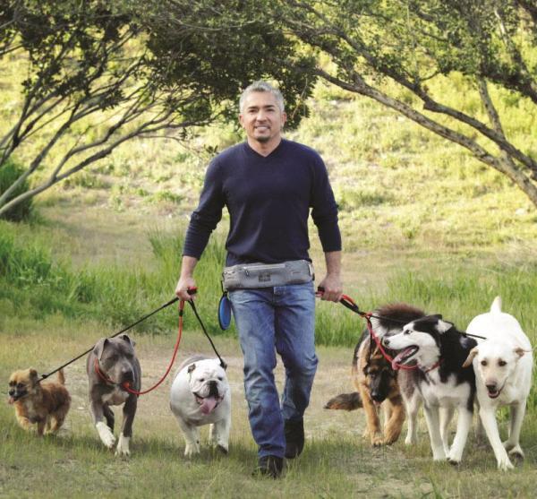 Como passear vários cachorros ao mesmo tempo - Passo 5