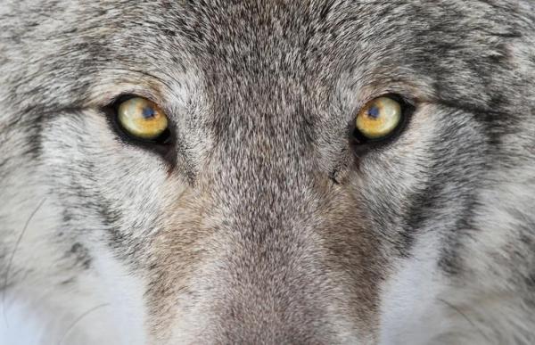 Como descobrir o animal de poder ou animal espiritual