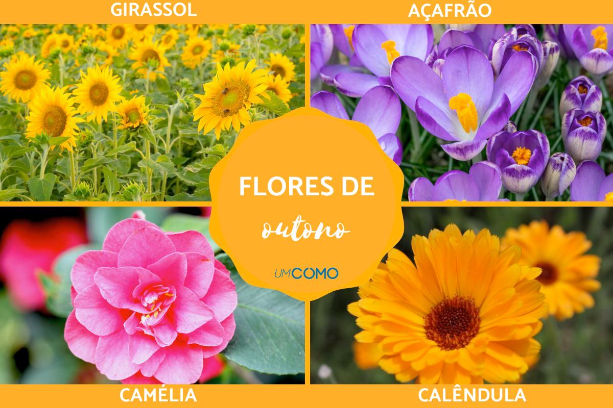 Flores de outono