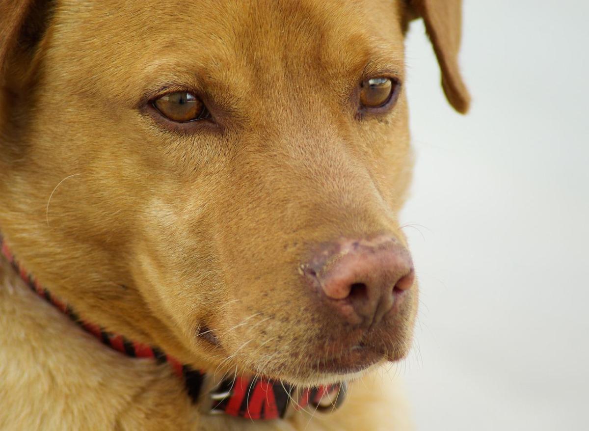 Como cuidar de um cão maltratado