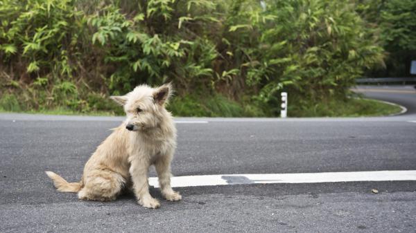 Como cuidar de um cão maltratado - Passo 1