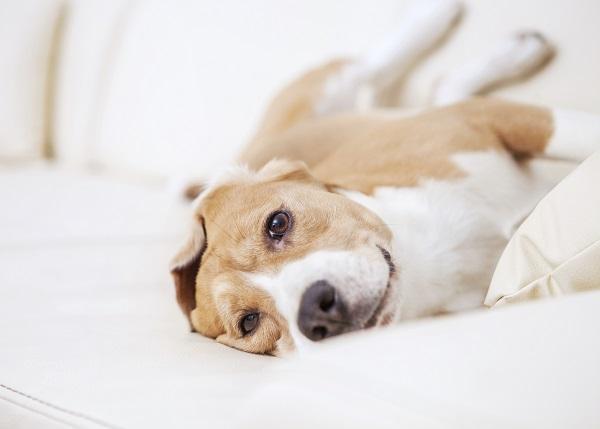 Como cuidar de um cão maltratado - Passo 2